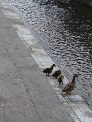 「暑さの中カモの親子ものんびりと」の画像