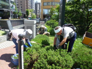 7月9日にモンタナマツの剪定の活動をする植物ボランティアの皆さん