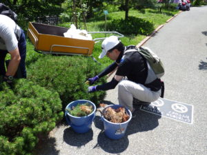 7月9日にモンタナマツの剪定の活動をする植物ボランティアの皆さん