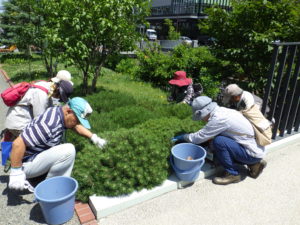 7月9日にモンタナマツの剪定の活動をする植物ボランティアの皆さん