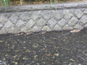 カモの親子が創成川を泳いでいる様子