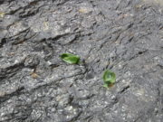 狸二条広場で開催した七夕会で作ったささぶねが川を流れる様子