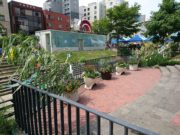 狸二条広場で開催した七夕会の七夕飾りのヤナギ