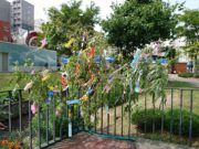 狸二条広場で開催した七夕会で飾りつけられたヤナギ