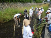 創成川環境整備活動で中学生と一緒に川で魚を取る助け隊