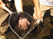 北１条でとれた魚たち