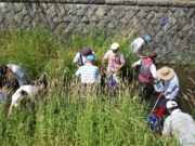 創成川環境整備活動で中学生と一緒に川で魚を取る助け隊