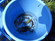 北１条でとれた魚たち