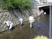 創成川環境整備活動で中学生と一緒に川で魚を取る助け隊