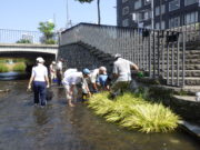 創成川環境整備活動で中学生と一緒に川で魚を取る助け隊