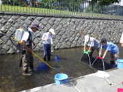 創成川環境整備活動で中学生と一緒に川で魚を取る助け隊