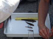 創成川で取れた魚たち