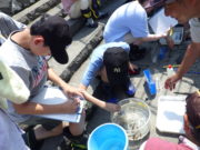 取れた魚の大きさをはかるこども達