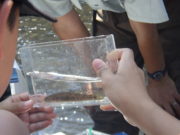 取れた魚を観察している様子