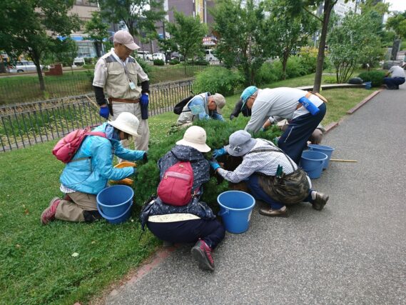 「７月の植物ボランティアはモンタナマツ剪定」の画像