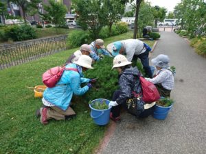 7月23日にモンタナマツの剪定の活動をする植物ボランティアの皆さん