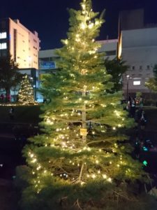 キャンドルストリームでライトアップされたコンコロールモミ