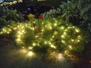 キャンドルストリームでライトアップされたモンタナマツ