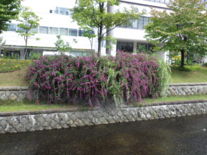 9月9日の南1条のハギの咲く様子3