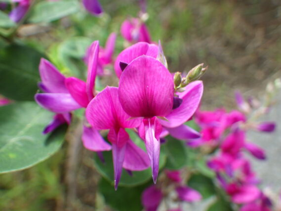 「ハギが見ごろを迎えようとしています」の画像