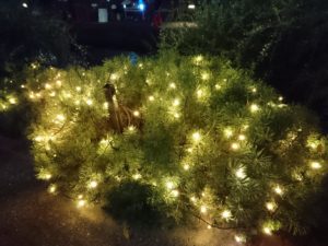 9月13日のキャンドルストリームで樹木にイルミネーションがつけられた様子1