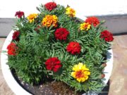 7月7日のまんなか広場のコンテナのマリーゴールド1