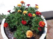 7月7日のまんなか広場のコンテナのマリーゴールド2