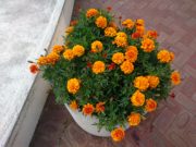 8月6日のまんなか広場のコンテナのマリーゴールド2