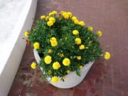 8月6日のまんなか広場のコンテナのマリーゴールド1