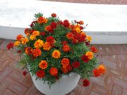 8月16日のまんなか広場のコンテナのマリーゴールド2