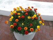 8月16日のまんなか広場のコンテナのマリーゴールド1