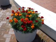 8月30日のまんなか広場のコンテナのマリーゴールド2