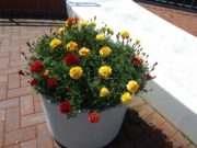 8月30日のまんなか広場のコンテナのマリーゴールド1