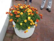 9月5日のまんなか広場のコンテナのマリーゴールド1