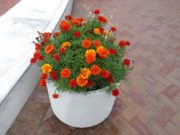 9月5日のまんなか広場のコンテナのマリーゴールド2