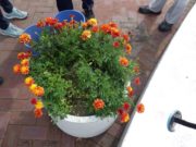 9月5日に被害にあったマリーゴールド1