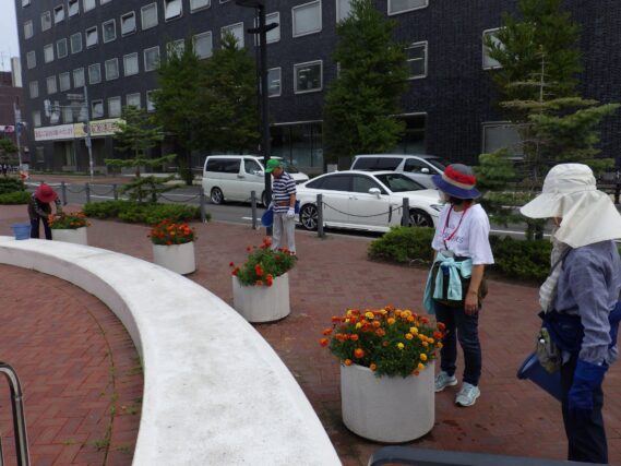 「花くらぶのコンテナ花壇管理と色の変わるマリーゴールド」の画像