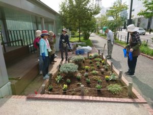 10月4日に花壇の宿根草刈込とビオラの植え込みをする花くらぶ2