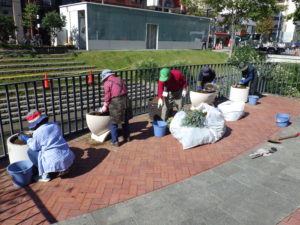 10月10日にコンテナの花撤去と片づけをする花くらぶ1