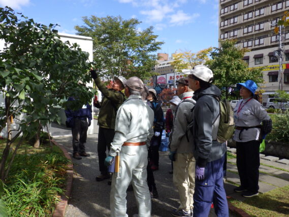 「ライラックの秋剪定植物ボランティア」の画像