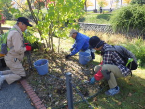 10月23日スズランの刈り取りを行うお助け隊2