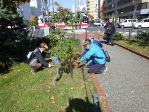 10月23日スズランの刈り取りを行うお助け隊3