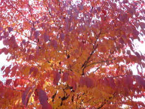 10月24日の園内紅葉の様子4