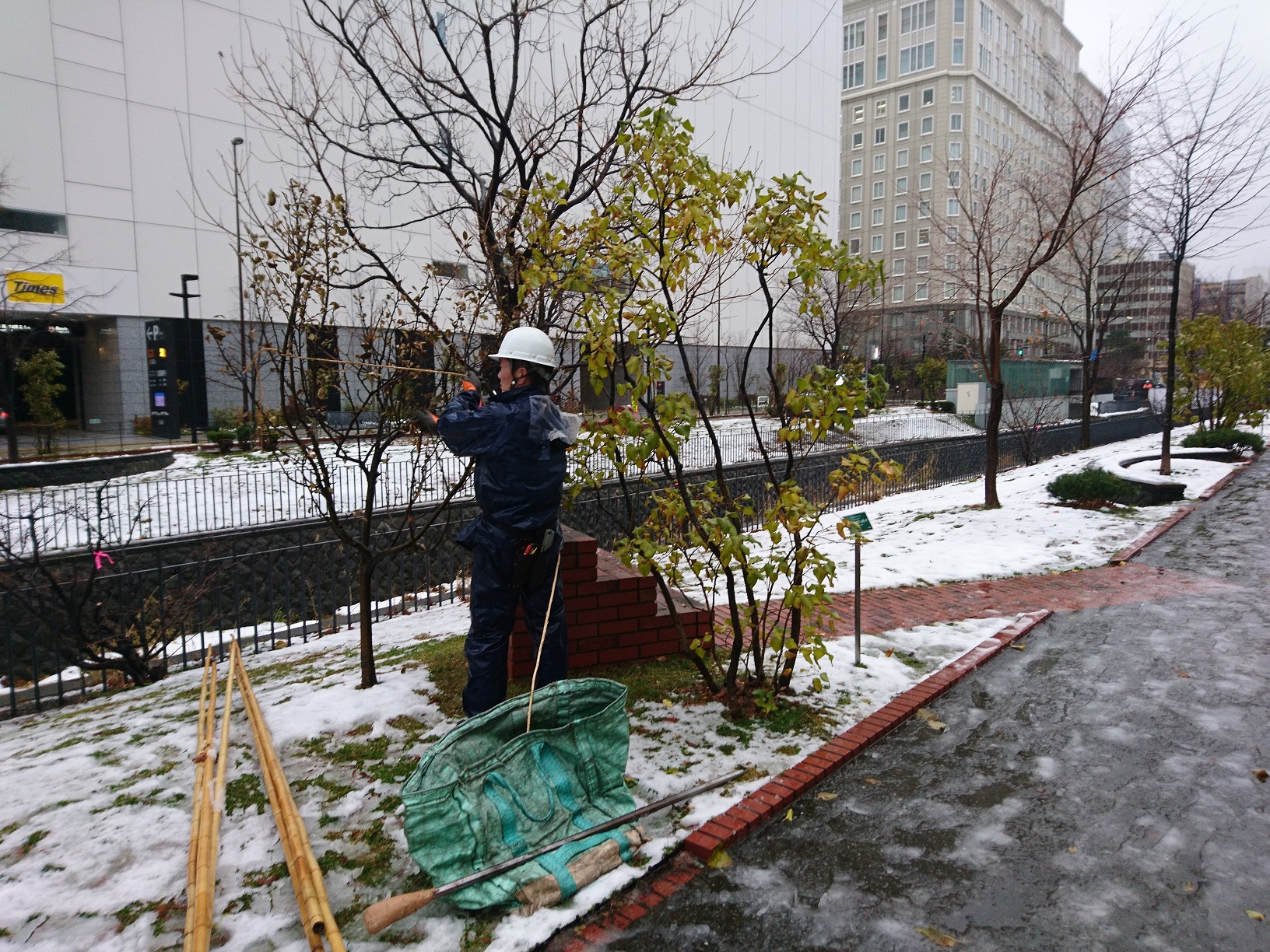 樹木の冬囲い 創成川公園