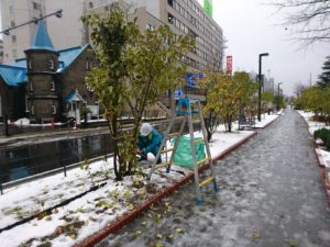 冬囲い作業をする作業員さん4