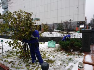 冬囲い作業をする作業員さん5