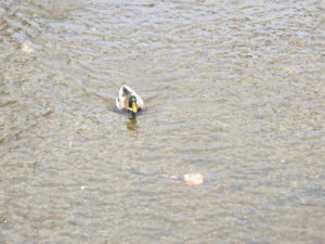 創成川を泳ぐカモ