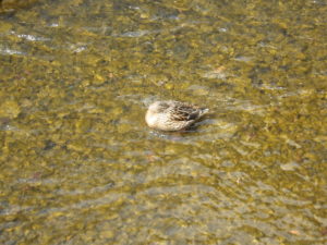 創成川で昼寝するカモ