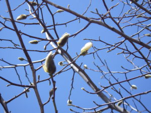 キタコブシのつぼみ