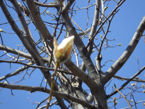 「キタコブシも暖かくなるのを待っています」の画像